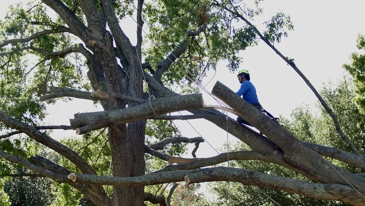 Professional Crown Thinning performed by certified arborists in Glasford